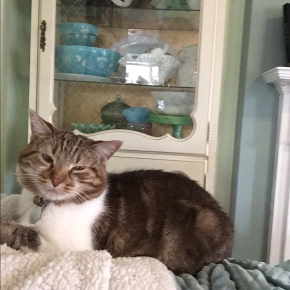 Meet your Posher, Misty - Picture 1 of 1